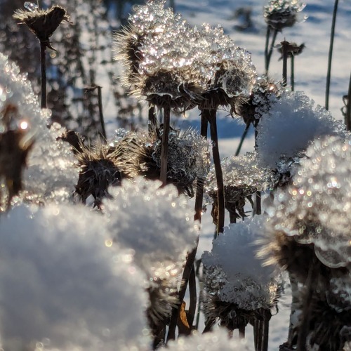 Der Kleingarten im Winter